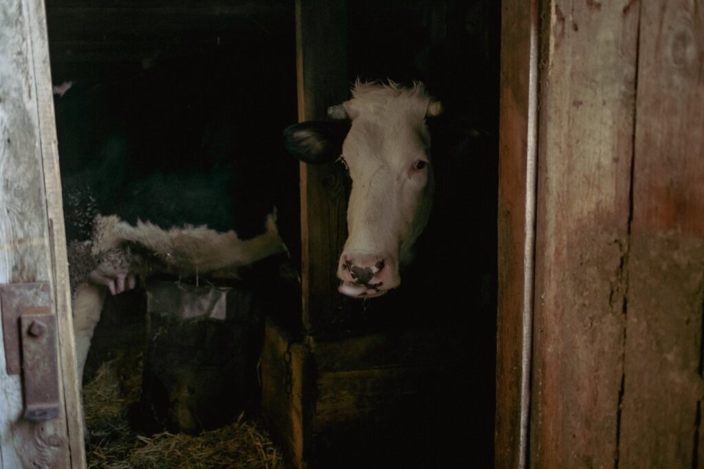 A black-and-white cow standing in a dimly lit barn, peering out from the doorway with its head tilted slightly. The wooden walls and straw-covered floor add to the rustic setting.