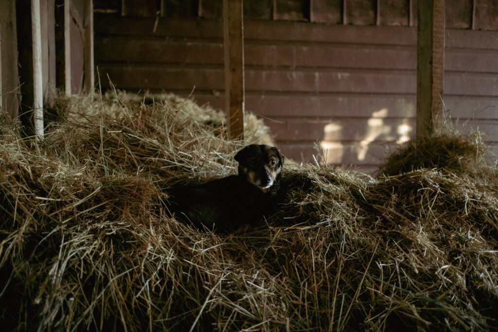 A black and tan dog nestled comfortably in a pile of hay inside a barn. The dim lighting and rustic wooden walls create a warm, rural atmosphere.